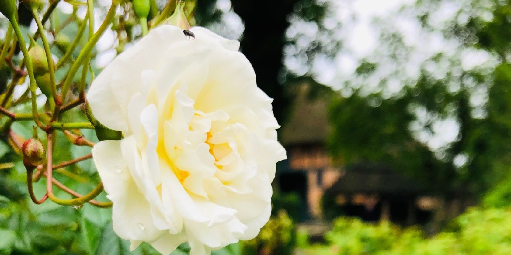 Rosenblüte im Gerda-Nissen-Garten, © G. Behrens-Esche