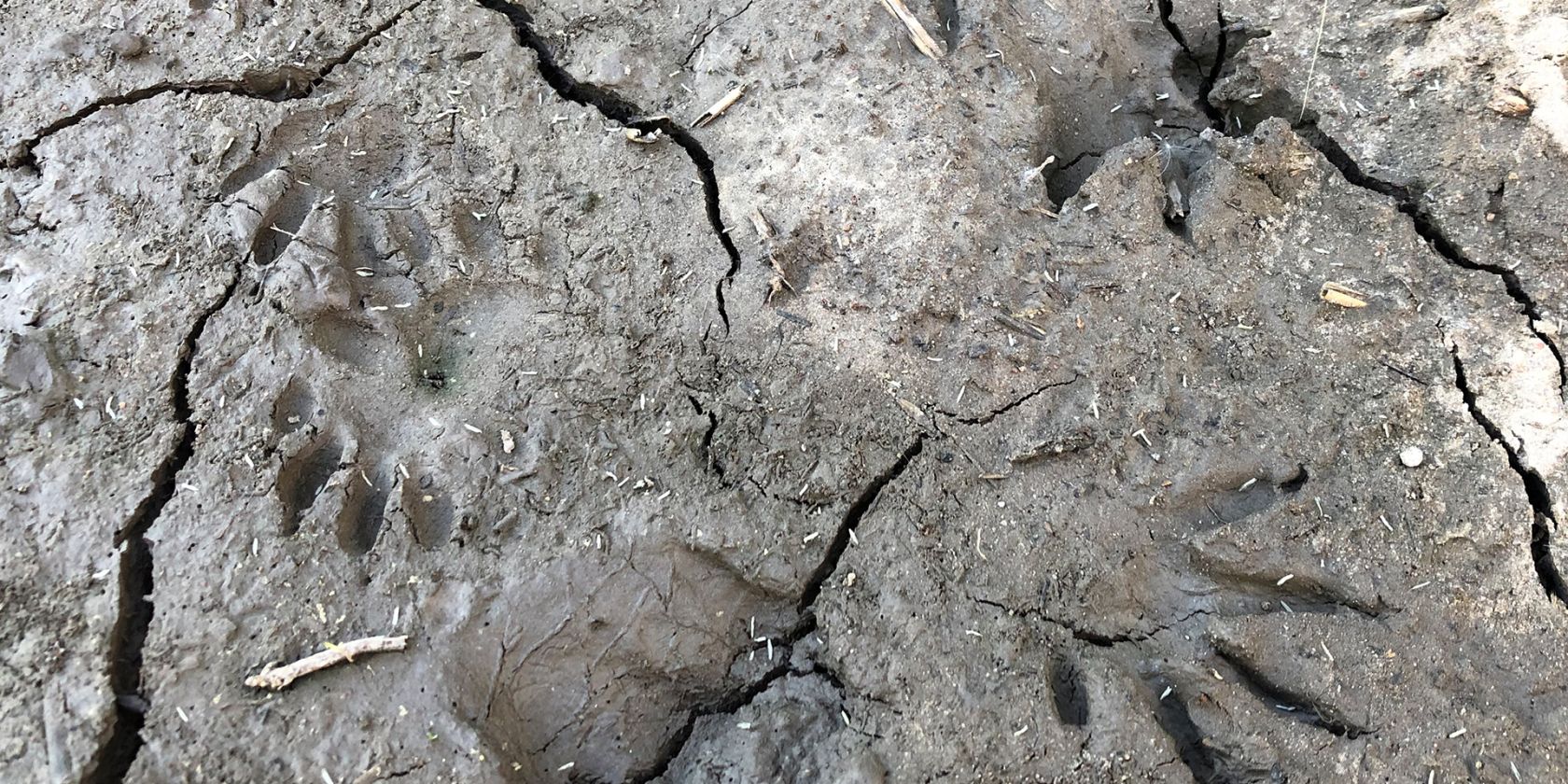 Aktionsmonat Naturerlebnis: Den Tieren auf der Spur, © Tierspuren