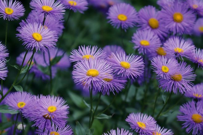 Lila Blumen mit gelben Zentren in einem Garten.