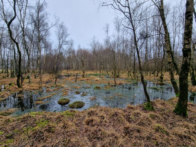 Ein Moorgebiet mit kahlen Bäumen und Wasserflächen, umgeben von braunem Gras und Moos.