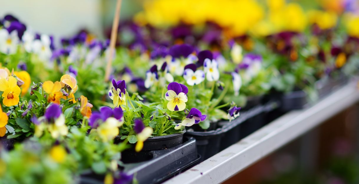 Nahaufnahme von bunten Stiefmütterchen in Pflanzentöpfen auf einem Marktstand.