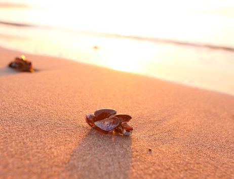 Muscheln im Sand am Strand bei Sonnenuntergang.