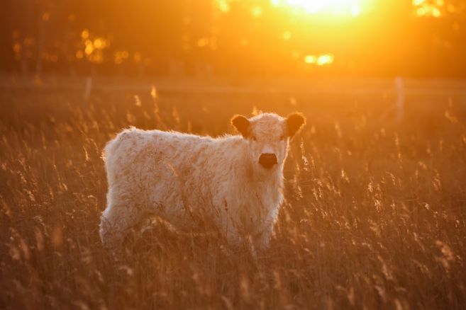Gallowayrind im Sonnenaufgang
