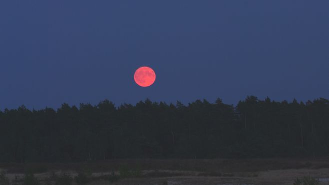 Ein roter Vollmond über einem dunklen Waldhorizont bei Nacht.