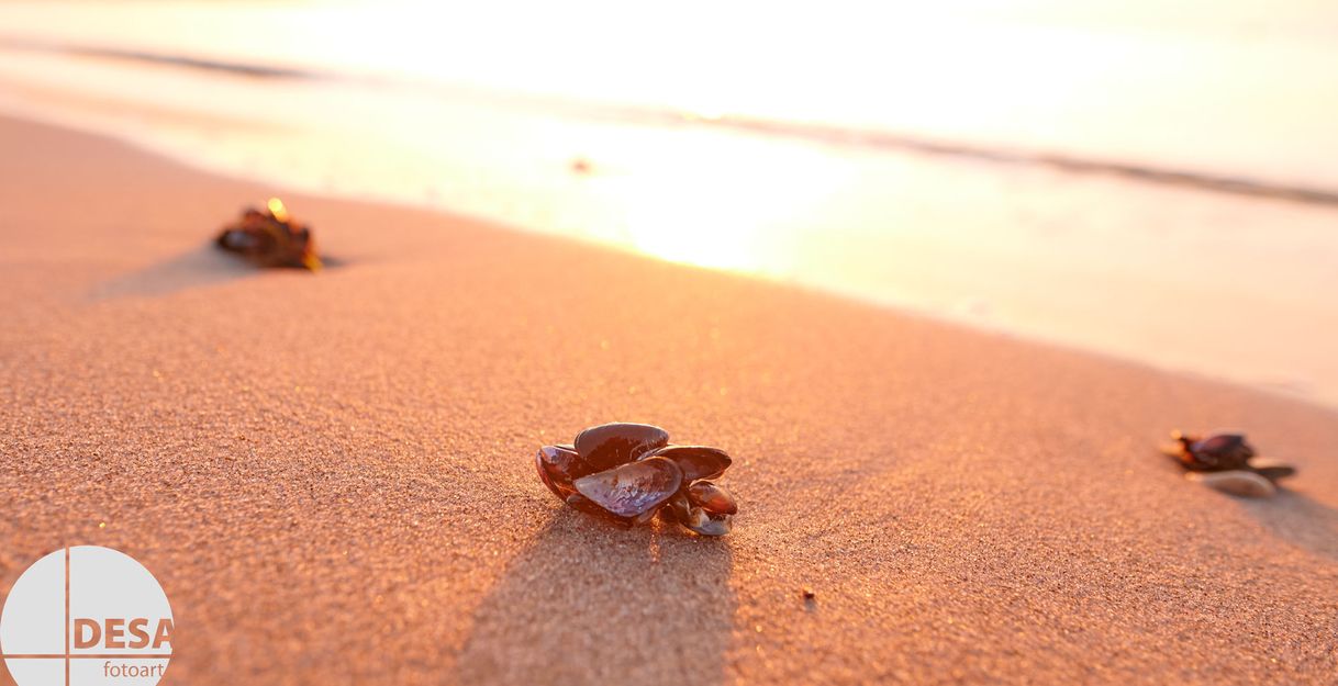 Muscheln am Strand im Sonnenuntergang.