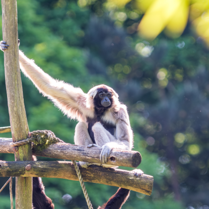 Sommersafari im Zoo Schwerin, © Zoo Schwerin