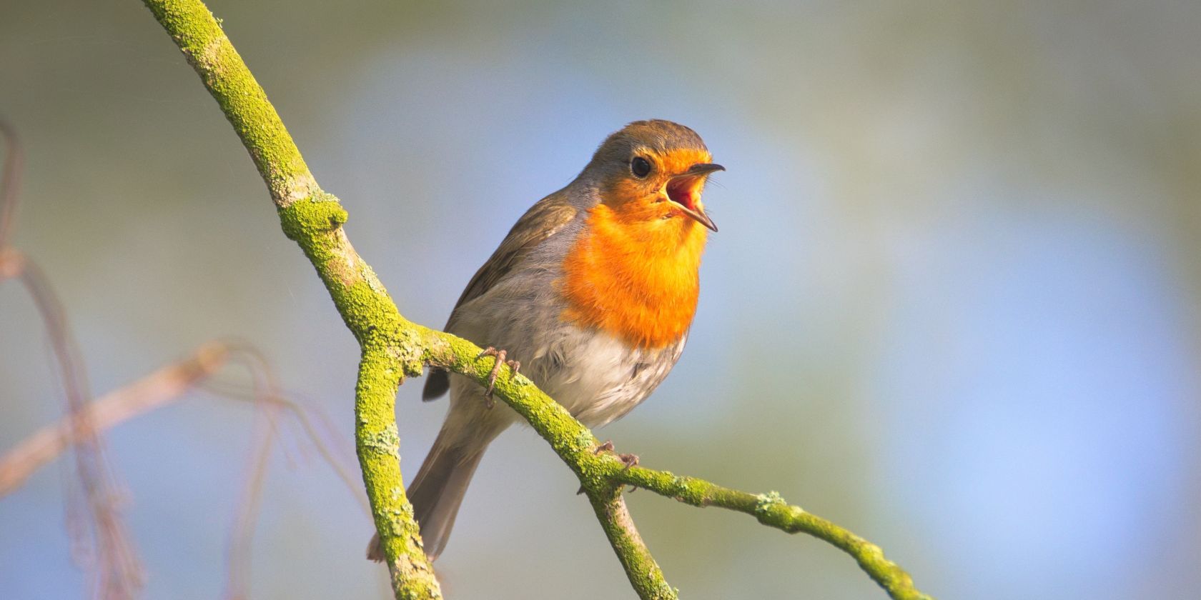 Naturpark-Tour: Vogelkonzert für Frühaufsteher am Garrensee, © Wuttke