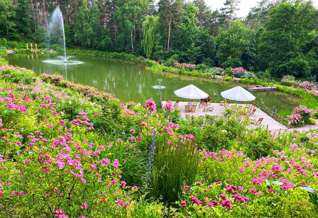 Ein blühender Garten mit einem Teich, umgeben von Rosen und Bäumen. Im Vordergrund sind rosa Blumen, im Hintergrund ein Steg mit Sonnenschirmen und Stühlen.