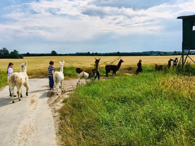 Menschen führen Lamas auf einem Feldweg entlang eines Getreidefeldes spazieren.