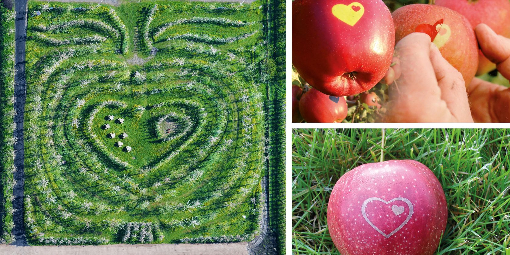 Hofführung auf dem Herzapfelhof mit Besuch des Herz-Apfel-Gartens, © Herzapfelhof Lühs und Martin Elsen