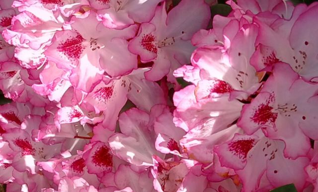 rhododendron, © Waltraut Schulz