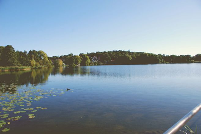 Ein ruhiger See mit Seerosen und einer Ente im Vordergrund, umgeben von Bäumen und einem klaren blauen Himmel.