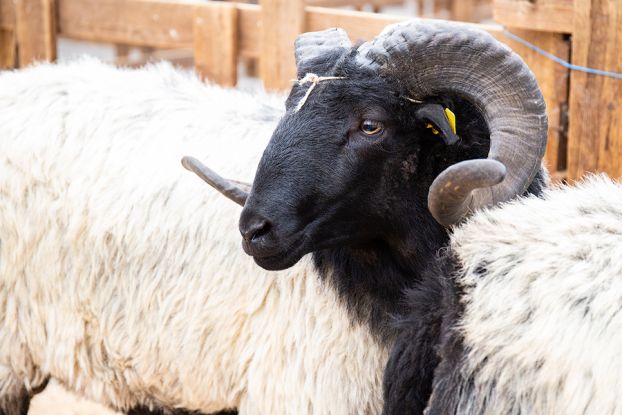 mueden_bockauktion_ccbysa_tl_20190711_web_07, © Lüneburger Heide GmbH