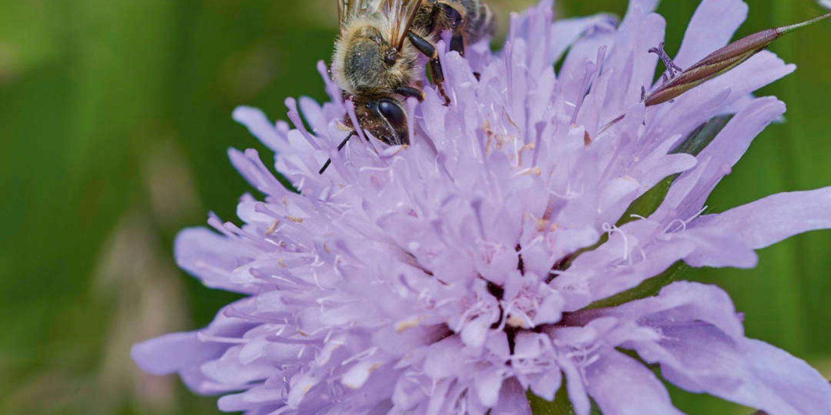 Aktionsmonat Mai: Garten-Genuss-Rundgang mit sachkundiger Führung, © Stefan Polte