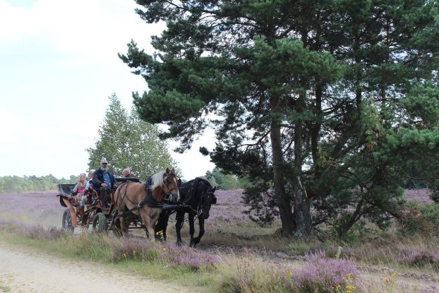 kutschfahrt-in-der-heide-2014-jg-2_2, © Schneverdingen Touristik