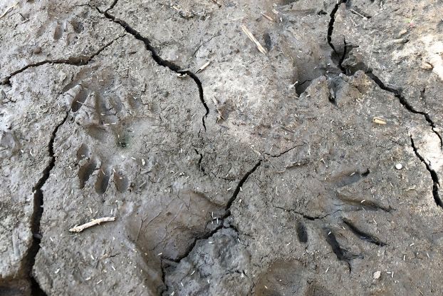 Aktionsmonat Naturerlebnis: Den Tieren auf der Spur, © Tierspuren