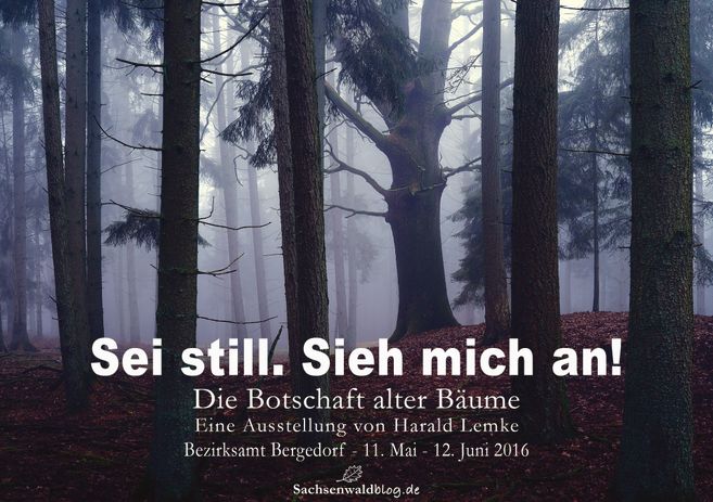 Das Ausstellungsplakat zeigt eine alte Eiche im Sachsenwald