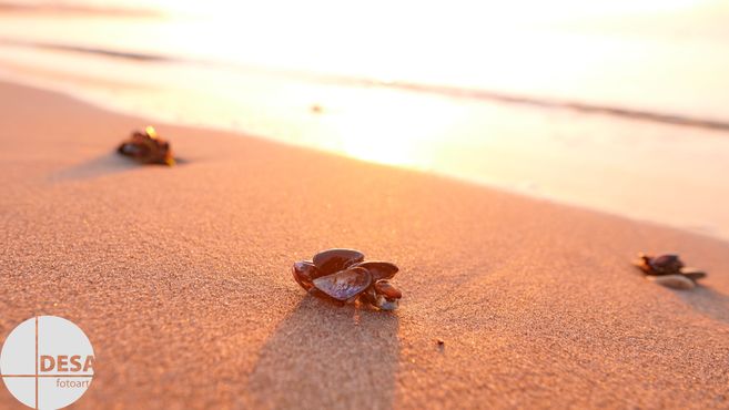 Muscheln am Strand im Sonnenuntergang.