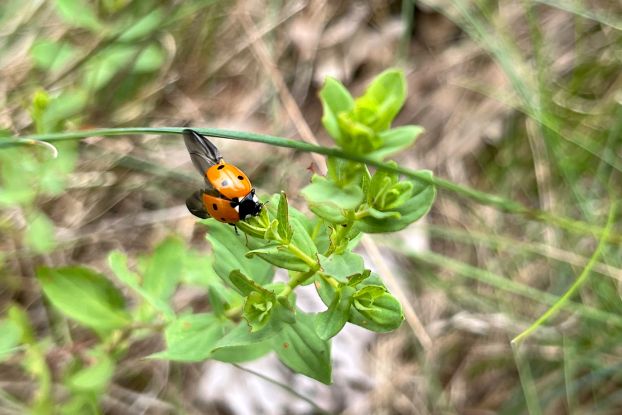 Aktionsmonat Naturerlebnis: Artenvielfalt vor der Haustür, © M. Schröder-Heidtmann