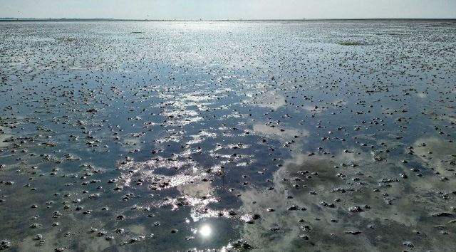 Wattwanderung "Springtide", © J. Hanssen