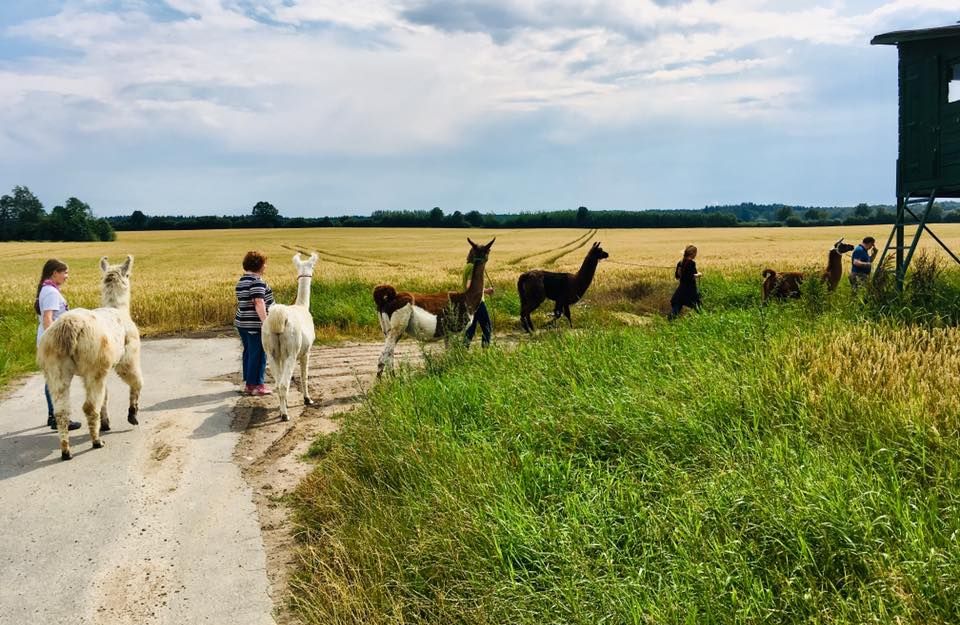 Menschen führen Lamas auf einem Feldweg entlang eines Getreidefeldes spazieren.