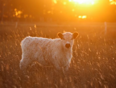 Gallowayrind im Sonnenaufgang