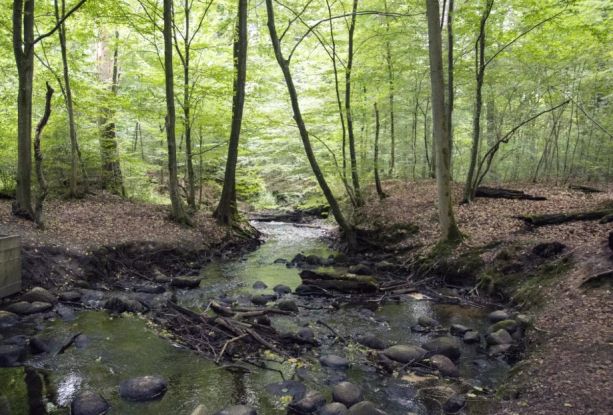 Wald, © BUND LV Hamburg e.V.