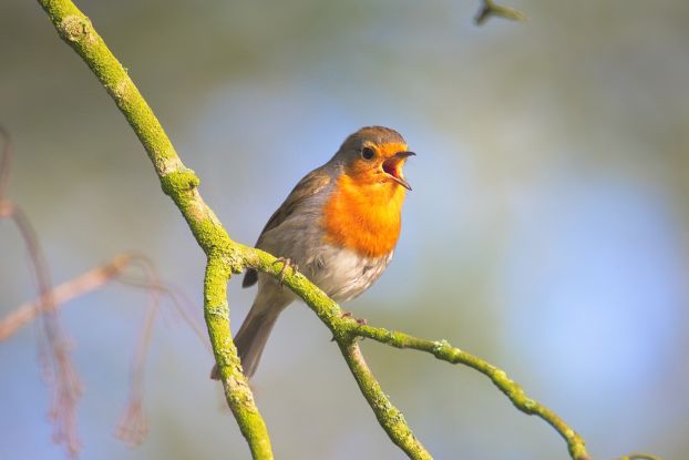 Naturpark-Tour: Vogelkonzert für Frühaufsteher am Garrensee, © Wuttke