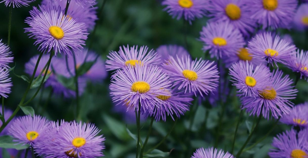 Lila Blumen mit gelben Zentren in einem Garten.