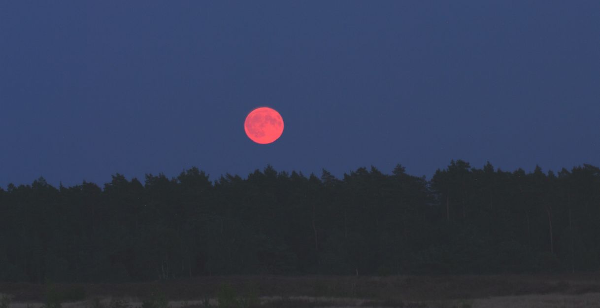 Ein roter Vollmond über einem dunklen Waldhorizont bei Nacht.