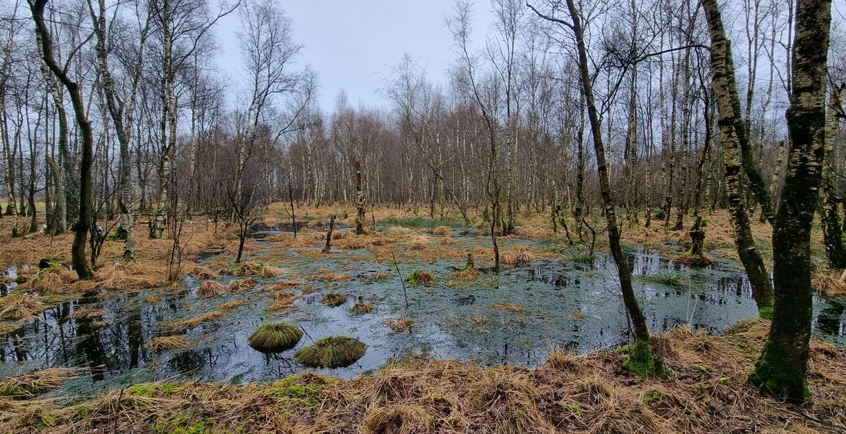 Ein Moorgebiet mit kahlen Bäumen und Wasserflächen, umgeben von braunem Gras und Moos.