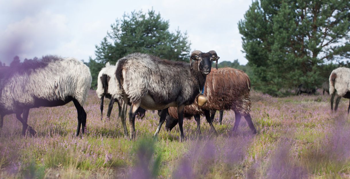Heidschnucken grasen auf einer blühenden Heidefläche mit Bäumen im Hintergrund.